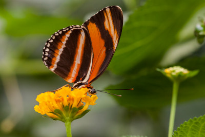 Dryadula phaetusa, Berkenhof Zeeland.