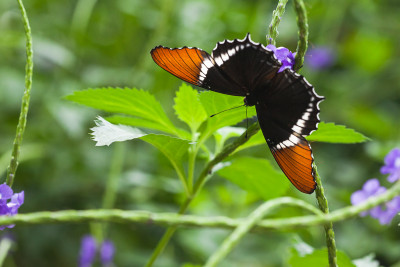 Siproeta epaphus, Orchideeënhoeve te Luttelgeest.