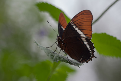 Siproeta epaphus, Orchideeënhoeve te Luttelgeest.