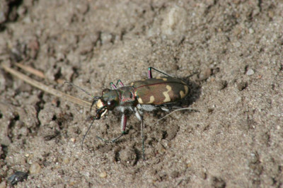 Bronzen zandloopkever IMG_3529 Cicindela hybrida.JPG