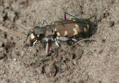 Cicindela hybrida - Bronzen zandloopkever.jpg