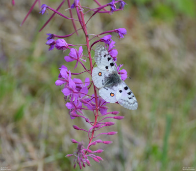 Apollovlinder - Parnassius apollo - Wallis - Zwitserland