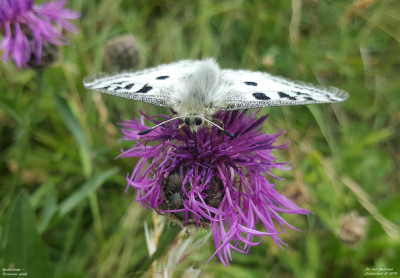 Apollovlinder - Parnassius apollo - Wallis - Zwitserland