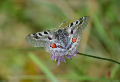 Apollovlinder - Parnassius apollo - Luchon - Frankrijk