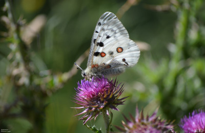 Apollovlinder - Parnassius apollo - Boutx - Frankrijk