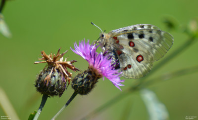 Apollovlinder - Parnassius apollo - Nuss - Italië