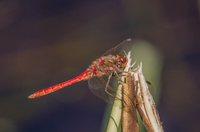 IMGL5592 Butterfly, Bee & Dragonfly  Libellen & Juffers  Verwijsclub en determinatie ~ Floraenfauna.jpg