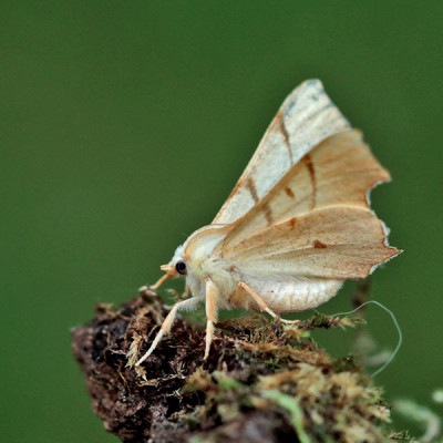 Gehakkelde spanner  (Ennomos erosaria) 2 600.jpg