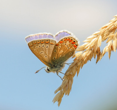 IMGL7174 Vlinders in Nederland,  Butterflying Around the World, Butterfly, Bee & Dragonfly Appreciation.jpg