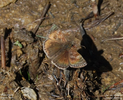 Bruin dikkopje - Erynnis tages - Kranjska Gora - Slovenië