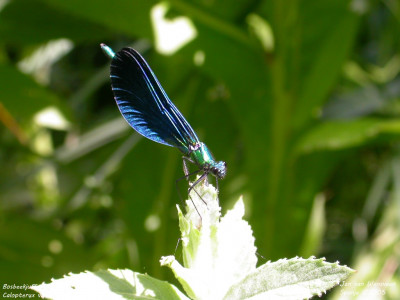 Bosbeekjuffer - Calopteryx virgo - Montanuy - Spanje