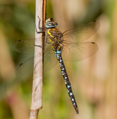 IMGL7461 Butterfly, Bee & Dragonfly Appreciation.jpg