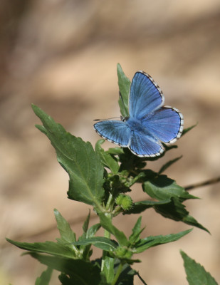 IMG_2546-2 Adonisblauwtje (Polyommatus bellargus).jpg