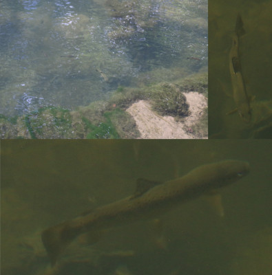 IMG_2725-2 Beekforel (Salmo trutta fario).jpg