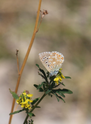 IMG_2614-2 Adonisblauwtje (Polyommatus bellargus).jpg