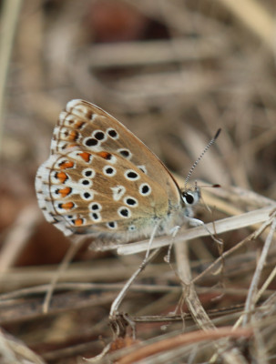 IMG_3226-2 Adonisblauwtje (Polyommatus bellargus).jpg