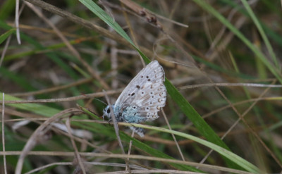 IMG_1980-2 Bleek blauwtje (Polyommatus coridon).jpg