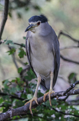 IMGL1422 Vogelaars natuur & vogelfotografie.jpg