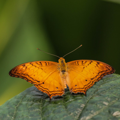 IMGL7042.Vindula erota   Butterflying Around the World, Butterfly, Bee & Dragonfly Appreciation.jpg