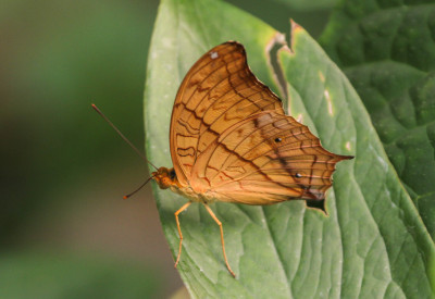 IMGL7090 Vindula erota, Butterfly, Bee & Dragonfly Appreciation.jpg