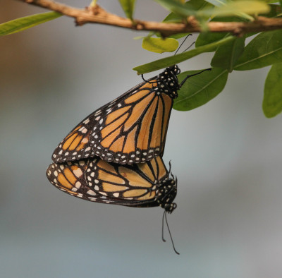 IMGL7031 Butterfly, Bee & Dragonfly Appreciation.jpg