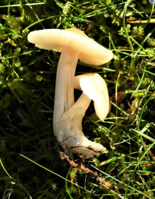 geelvoetwasplaat.JPG