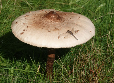 grote parasolzwam met heidelibel op hoed.JPG