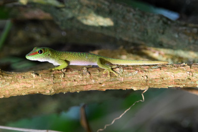 Madagaskardaggekko