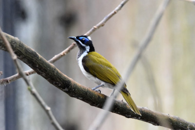 Blauwwanghoningeter