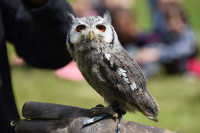 Witgezicht Dwergooruil