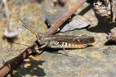 Bruine sprinkhaan ♂