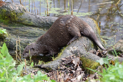 Natuurpark Lelystad