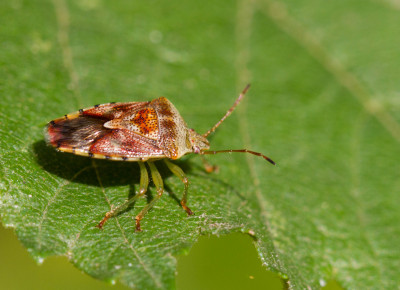 ADH_9587.jpg