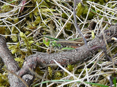 Schavertje ♀
