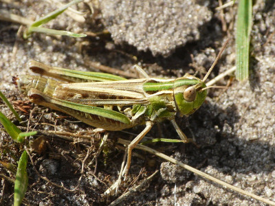 Schavertje ♀