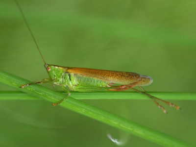 Gewoon spitskopje ♀