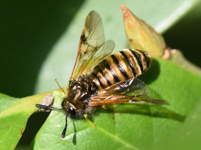Abia aenea