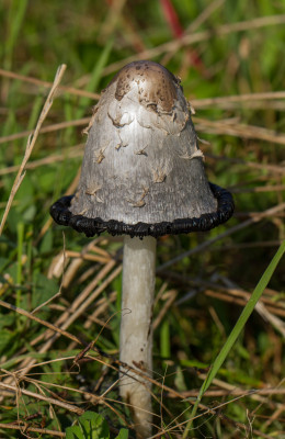 IMGL6040.jpg