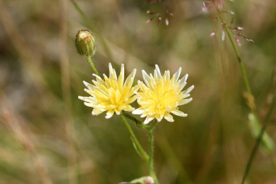 Klein streepzaad