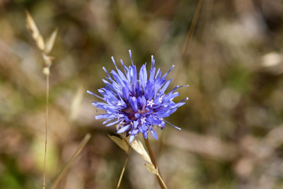 Zandblauwtje