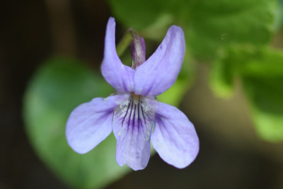 Donkersporig bosviooltje