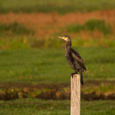 ADH_9885 Vogelaars natuur & vogelfotografie.jpg