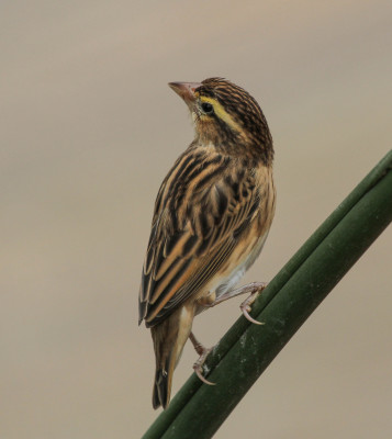 20150401_265.jpg