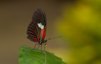 ADH_0242 Butterfly, Bee & Dragonfly,  Butterflying Around the World.jpg