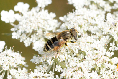 Kleine bijvlieg