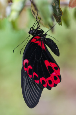 ADH_9953 FB,  Butterfly, Bee & Dragonfly.jpg