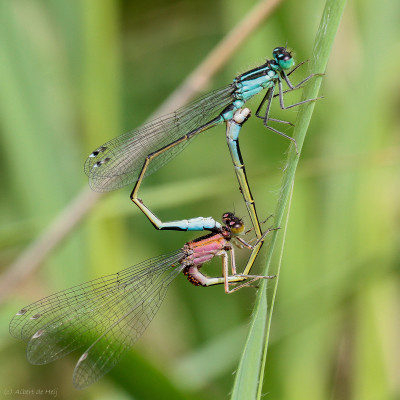 20150627_570 Close-up en macro, Libellen en juffers.jpg