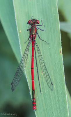 20160511_160 Libellen en juffers, Odonata (libellen).jpg