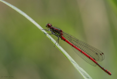 20160511_151 Libellen en juffers, Odonata (libellen).jpg