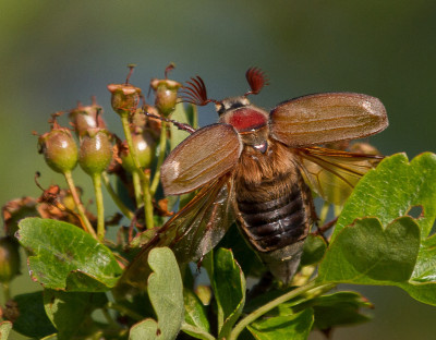 IMGL2165a Wantsen en kevers, Insecten.jpg